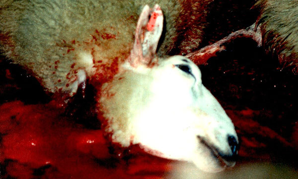 schaechten_schaf