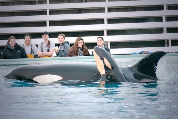 seaworld orcas