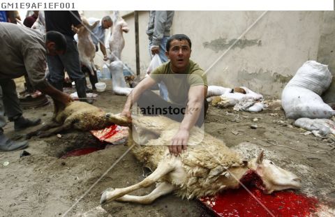 Butcher holds slaughtered sacrificial sheep during the religious holiday Kurban Bayram, also know as Eid al-Adha, in Baku
