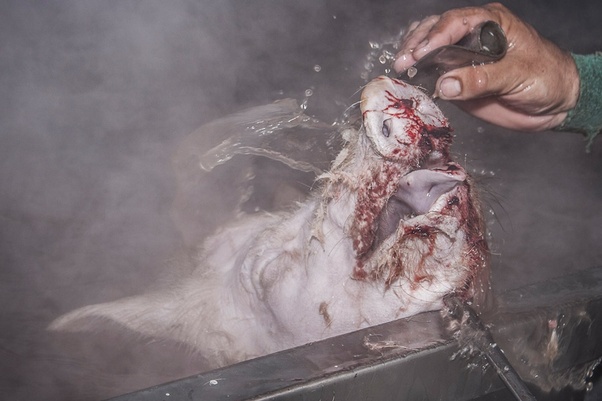 sl6 2 another pig scalding tank