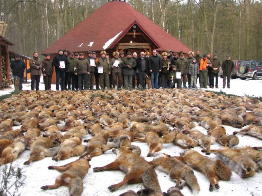 tote füchse bei jagd_n