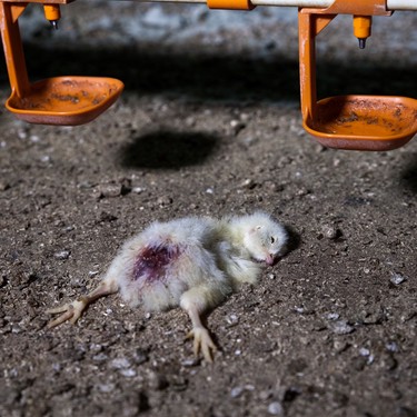 totes kücken-animal equality