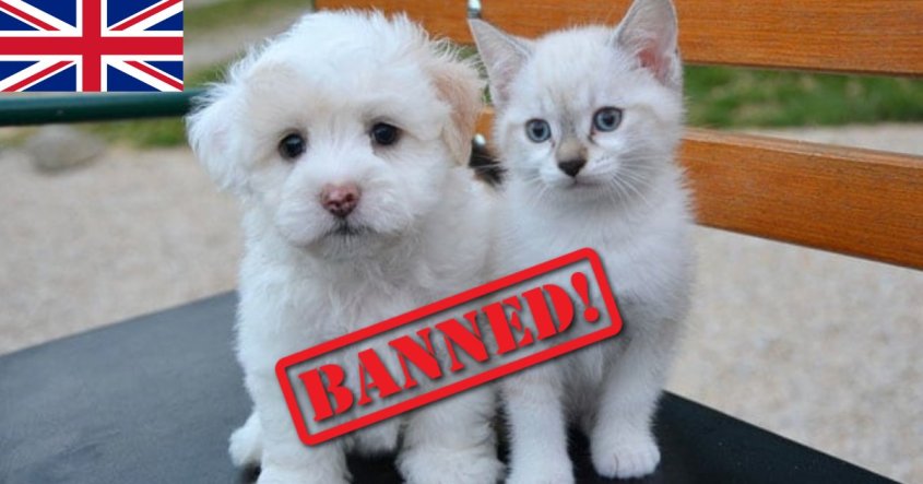uk puppy kitten ban