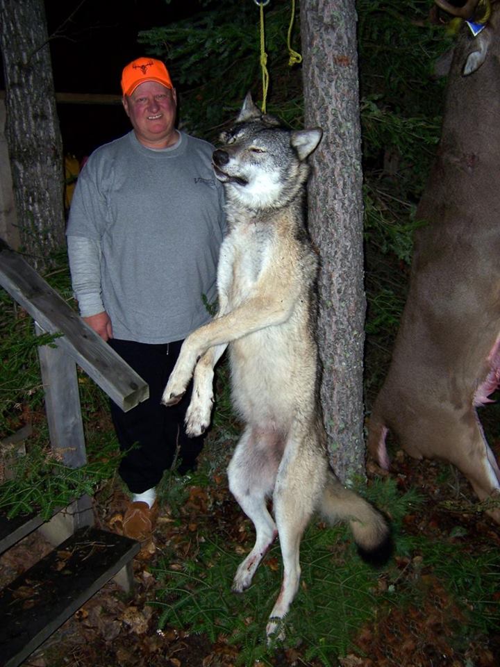 Aufgehängter Wolf mit schönem Text_n