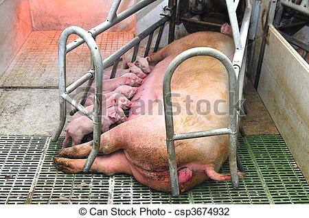 baby-schweine-stock-foto_csp3674932