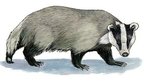 badger artwork