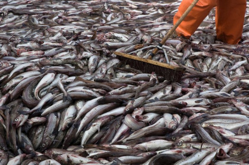 Fischerrei / Biodiversitt