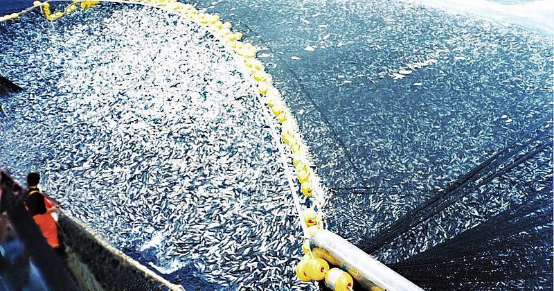 Überfischung in Chile-800x420