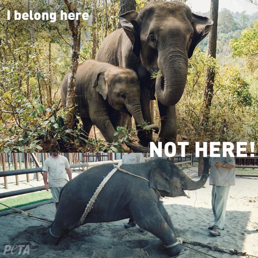 Elephant I belong here, not here