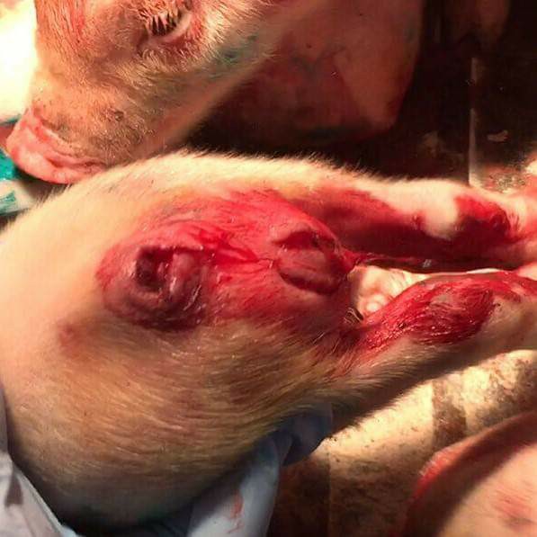 Ferkel Kastration jpg