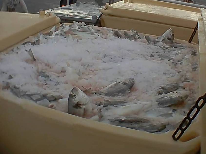 fischquaelerei-Fische-auf-Eis