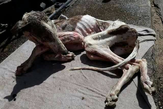 galgo nach der jagdsaisonn