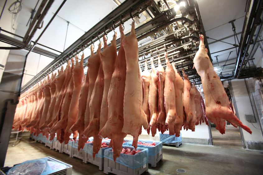 hängende Schlachtschweine