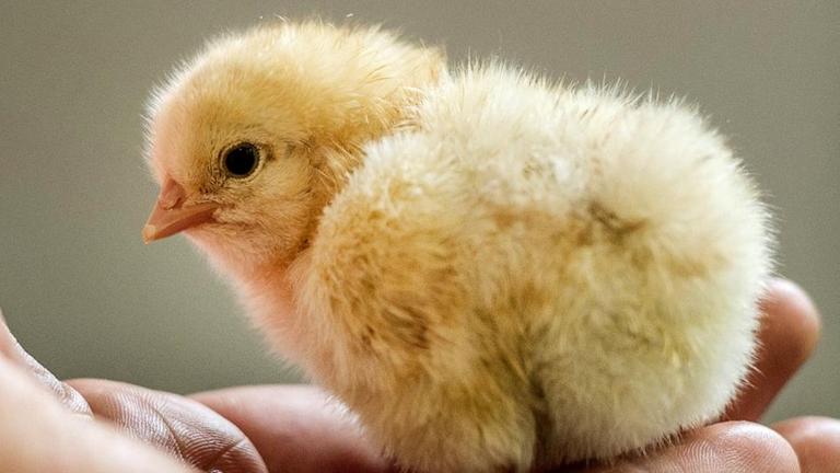 männliches Kücken jpg