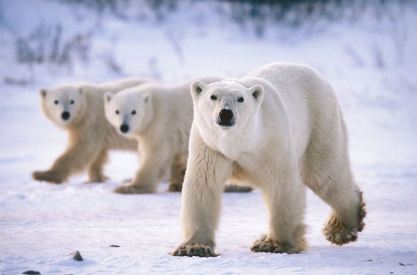Polar-Bears-bears--1252-828