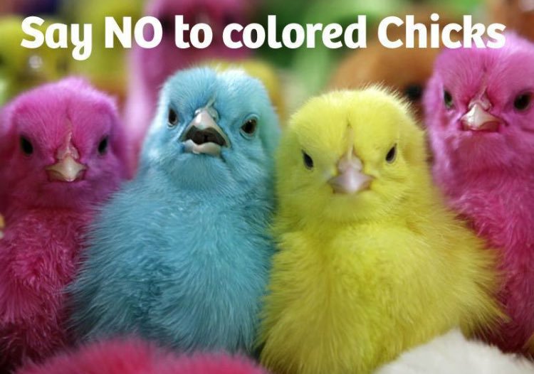 say NO to color chickenpg