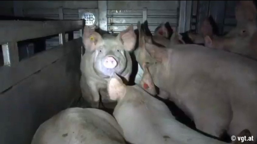 _schweineprotest1_gal