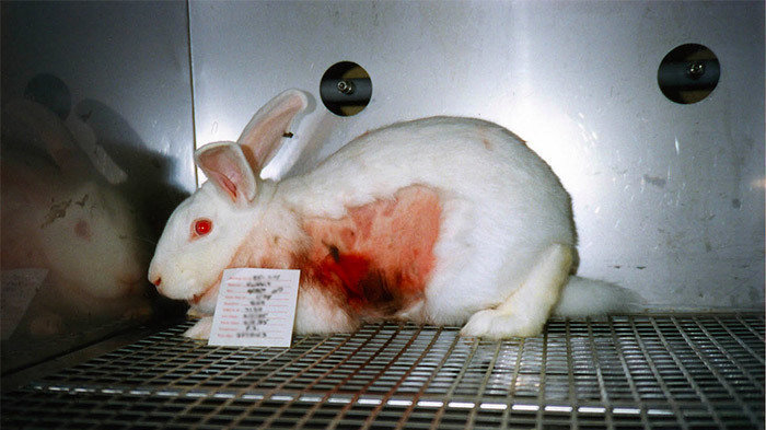 Testtier für L`Orealjpg