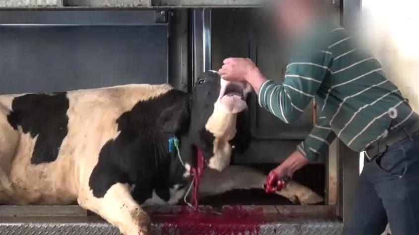 tiertransporte-kuh-101