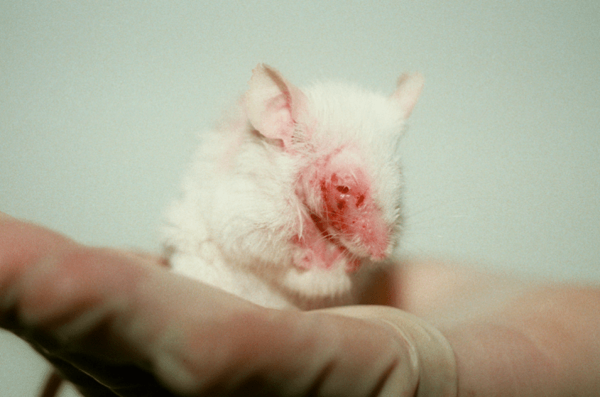 Tierversuche-Botox-PETA