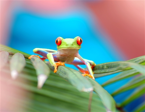 tortuguero_national_park_costa rica3_getty