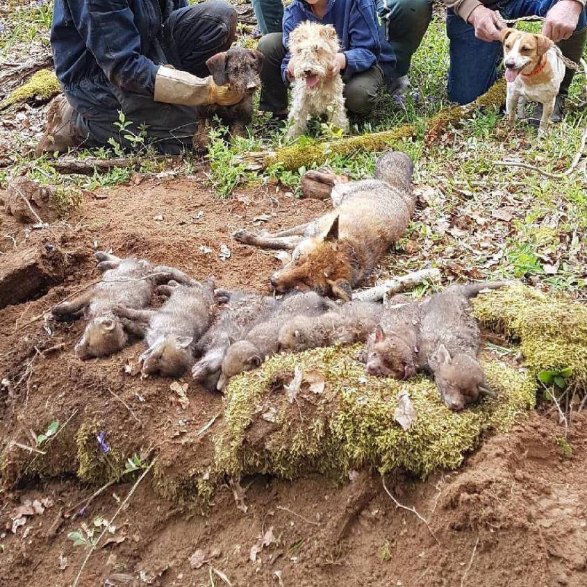 Tote Füchse mit Kleinen n