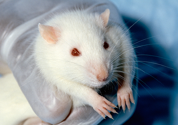 01-26230-tierversuche_laborratte_