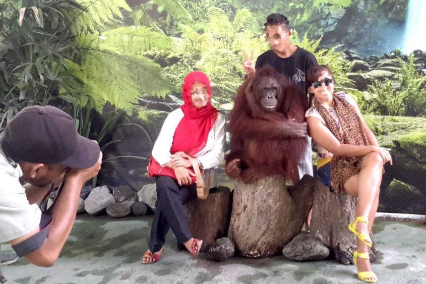 Blöde Touristen mit Orangutanspg