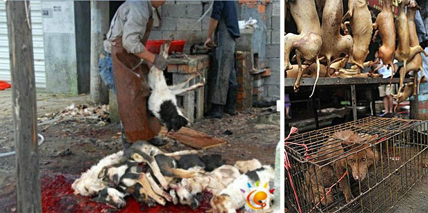 China-hundelederjpeg