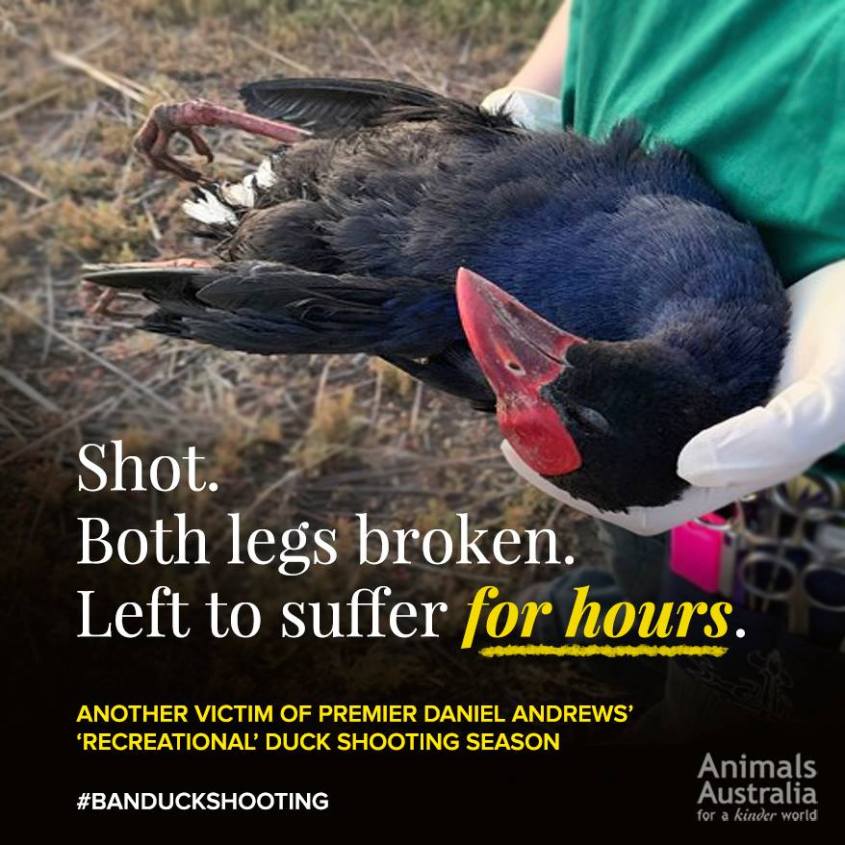 Entenj Jagd in Australien jpg