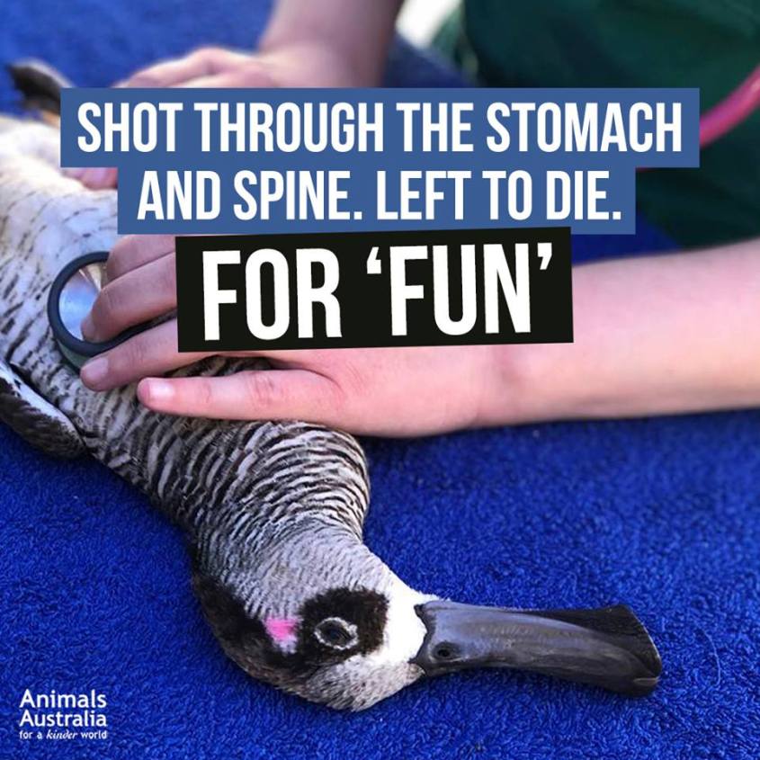 erschossenene Ente Australia_n