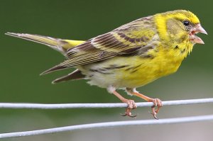 girlitz-christoph-moning