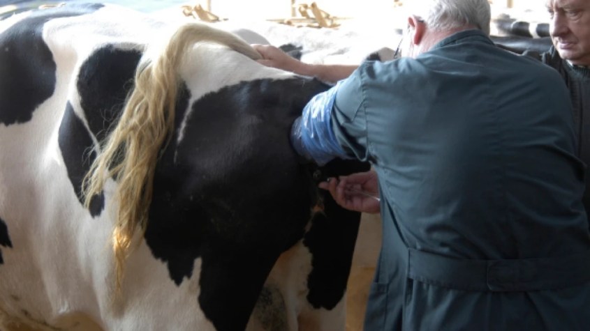 künstliche besammungjpg