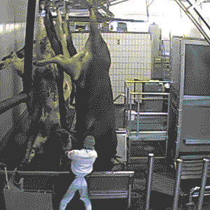 kuh in oldenburger Schlachthofgif