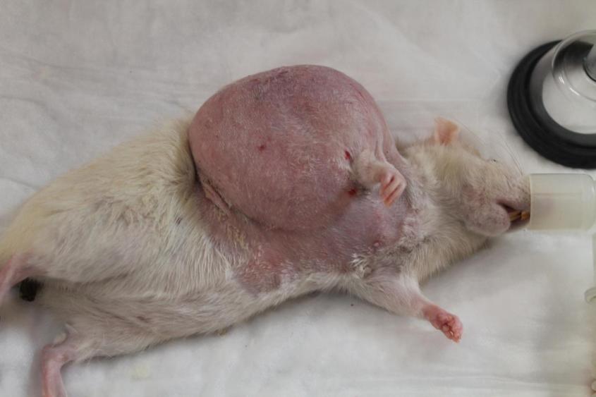 Labor maus mit Tumor