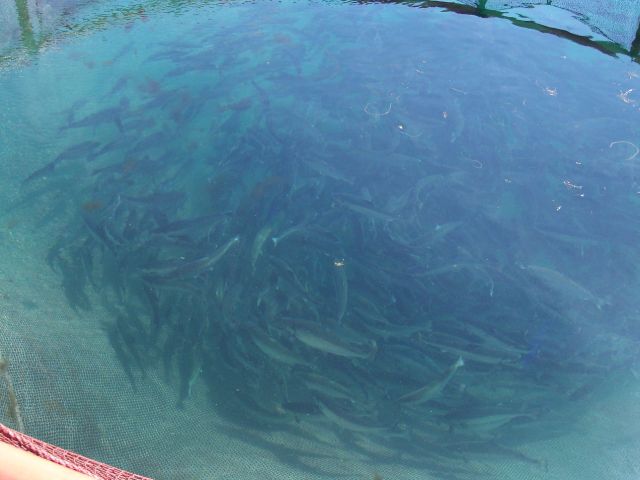 Lachszucht_in_Norwegen