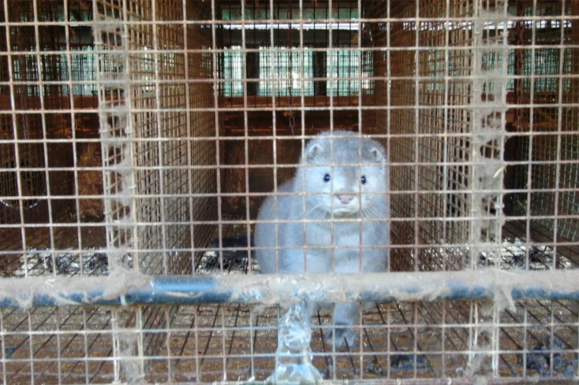 letzte Farma in Deutschland