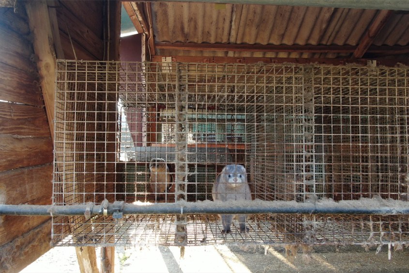 letzte Pelzfarma deutschlandpg