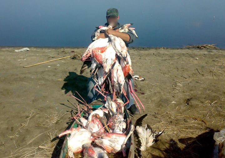 Libanese mit massakrierten Flamingosn