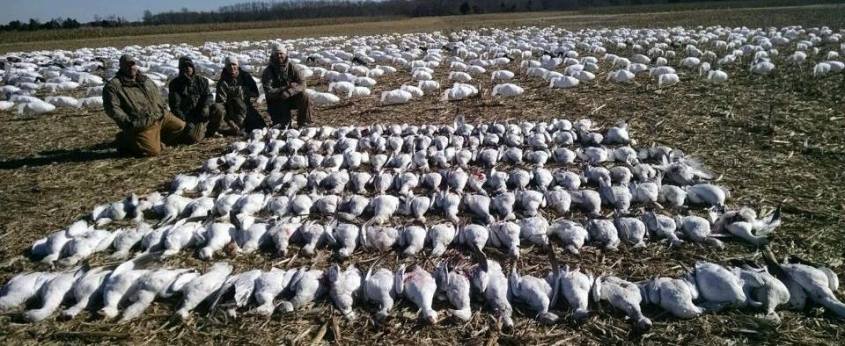 Massenmord von Zugvögel in Libanonn