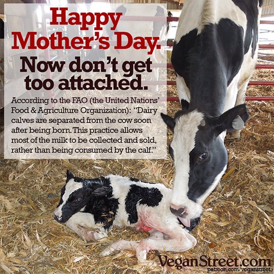 mother day calf