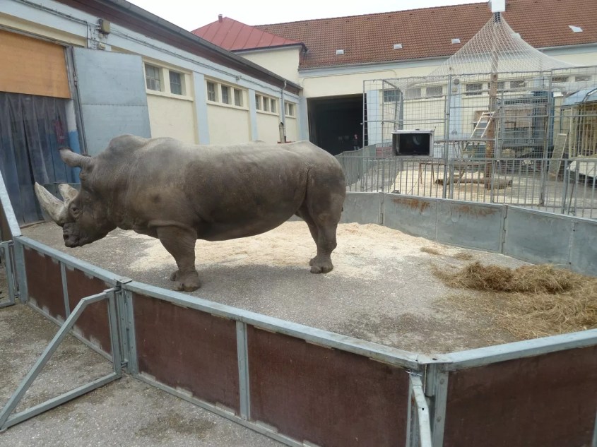 Nashorn-Tsavo Circus-Krone--