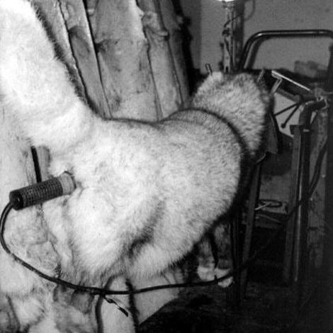 Pelz Tier unter Elekroshockpg