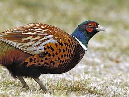 pheasant