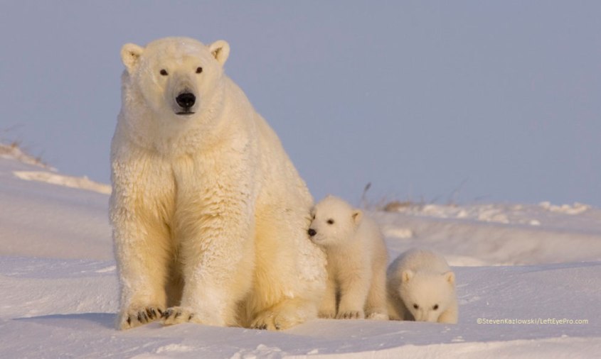 polar bears alaska wild