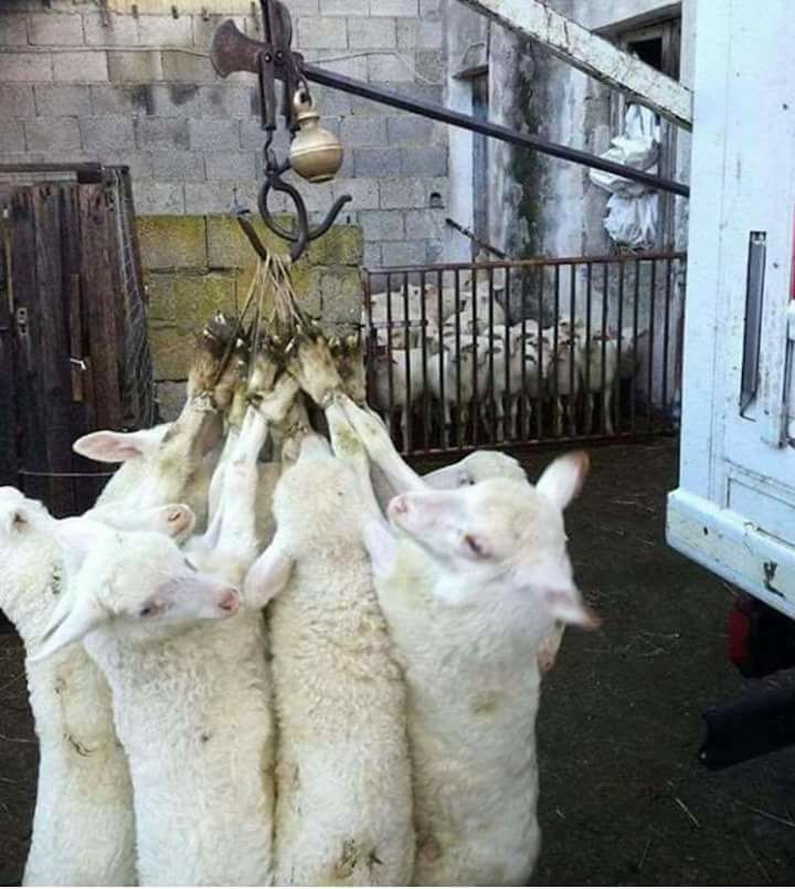 Schafen im Hacken gehängt