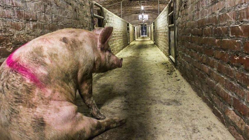 Schwein allein im Schlachthofn