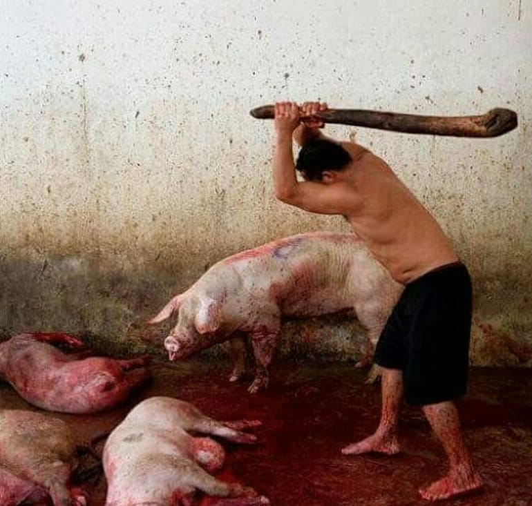 schweine werden geschlagen_n