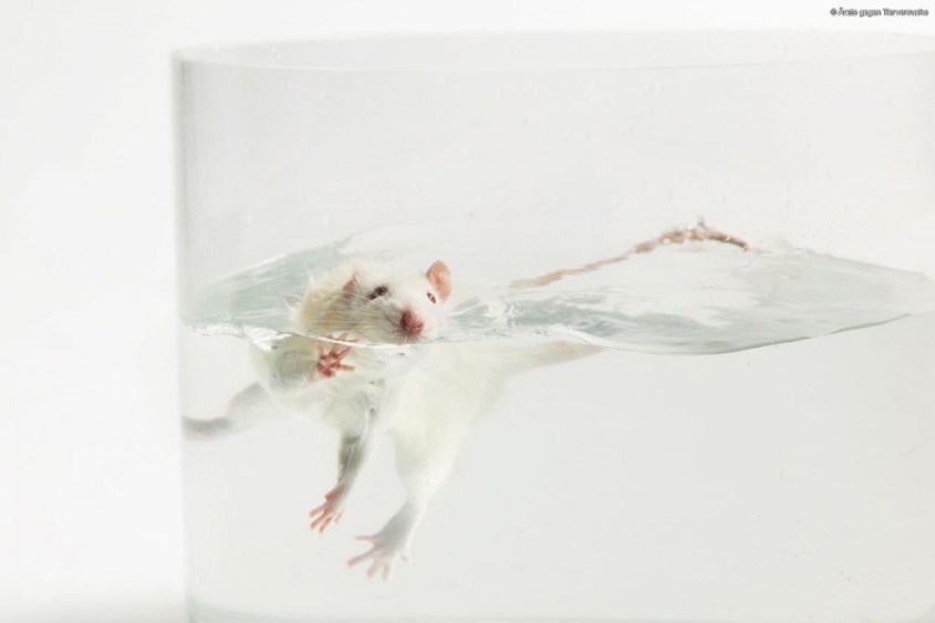 Schwimmtest-Ratte-