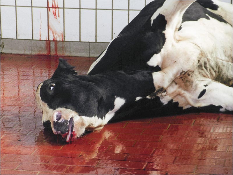 tote Kuh im Schlachthof_n